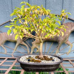 Mid-Winter Flame Dogwood Bonsai Tree for Sale in Rochester, WA - OfferUp