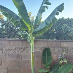 Banana Tree 