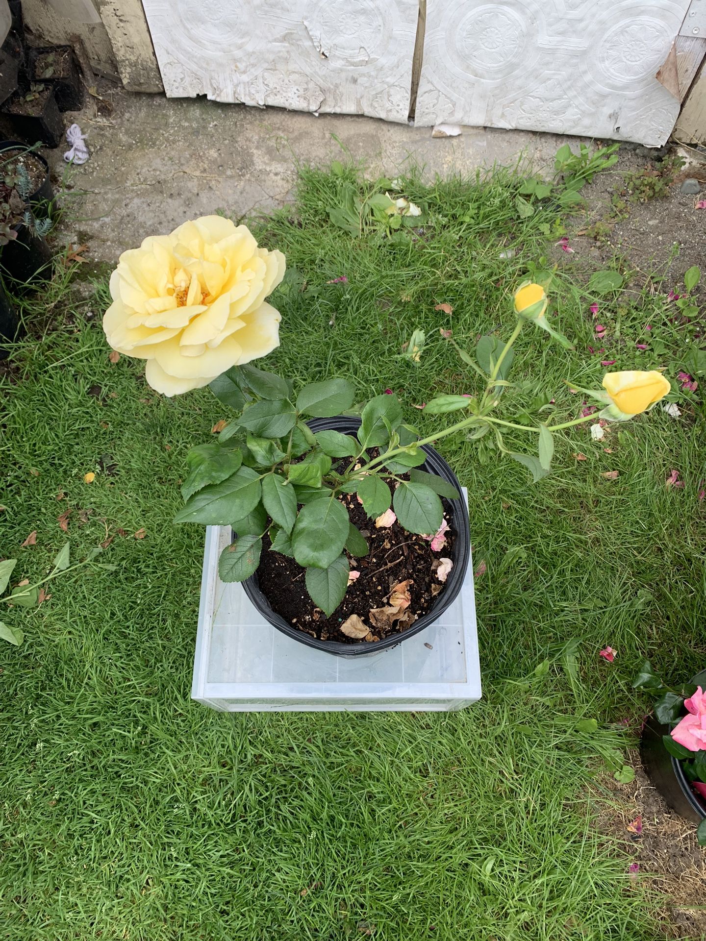 Fragrant Yellow rose