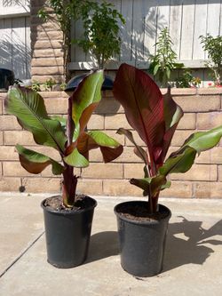 Red Abyssinian Banana