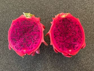 Large Red Magenta Purple Dragon Fruit Plants, Fully Rooted And Branching, Organically Grown