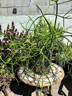 Fire stick plant