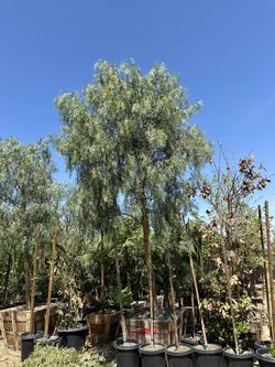 California Pepper Tree, piru, pirul, drought tolerant fast growing shade tree 