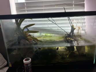 Pescera