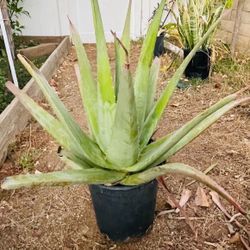 Aloe Vera Plant 