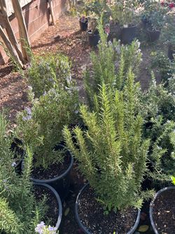 Rosemary bush15$ each
