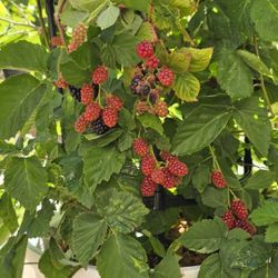🌿 Apache Thornless Blackberry Bushes – Home Propagated & Thriving! 🌿