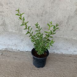 Granada $10.00
