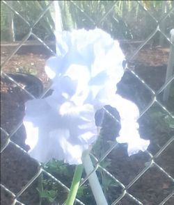Hybrid bearded iris