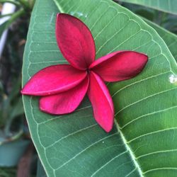 Plumeria Cutting