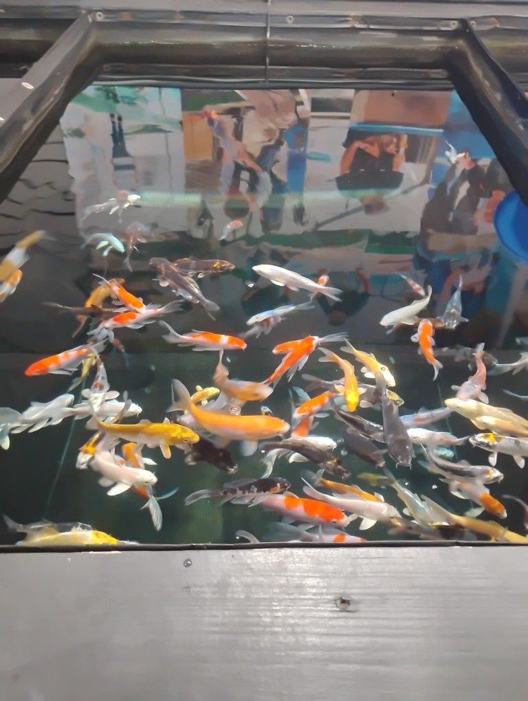 Koi Pond