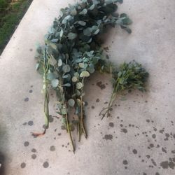 Fresh Cut Eucalyptus Leafs Branches 