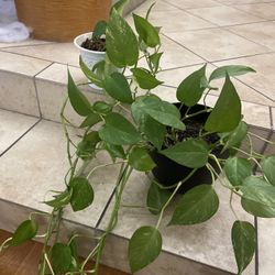 2 Beautiful Plants Super Long