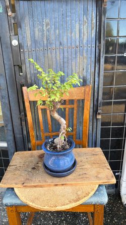 25 years old chinese elm bonsai tree