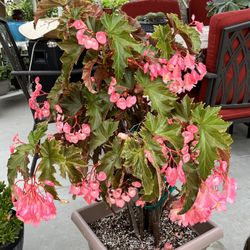 Begonia Planta