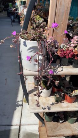Callisia Navicularis