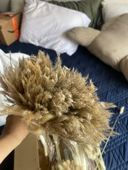 Pampas Flowers