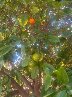 Fresh Calamansi Fruits per Pound