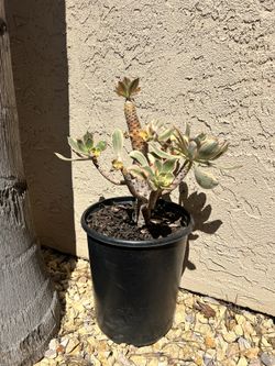 Succulent In Pot
