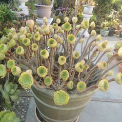 Fabulous aeonium tree rose succulent Big stem cutting from 10 yrs old  Blushing beauty  only 1