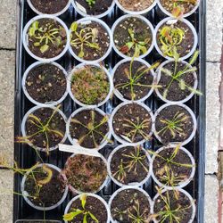 Carnivorous Plants! Easy To Grow And Affordable 2-inch Pots!
