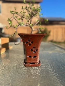 Bonsai Plant Pot