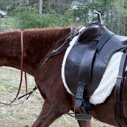 16” Australian Trail saddle, Bridle, Pad 