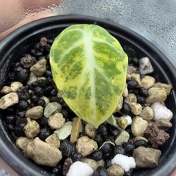 Alocasia Ninja Aurea Sprouted Corm