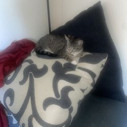 Sofa/couch