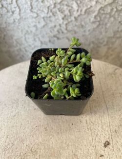 2 Inch Pot Succulent Plant - Sedum Dasyphyllum -  Thick-leaf Stonecrop - Rooted & Established - Drought Resistant 🪴 Perfect Baby & Wedding Shower Fav