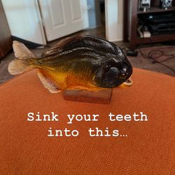 Something to sink your teeth into; Vintage Red Bellied Piranha Specimen on Wood Plank: