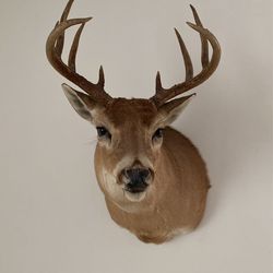 10pt Buck