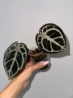 Red Crystal E5 x (KOS x RC) from Midnight Garden