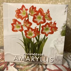 Amaryllis ( Minerva ) Indoor Plant