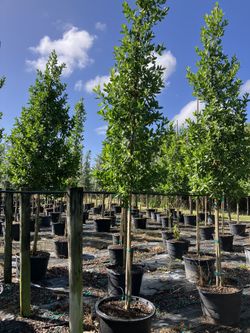 Green Buttonwood Trees