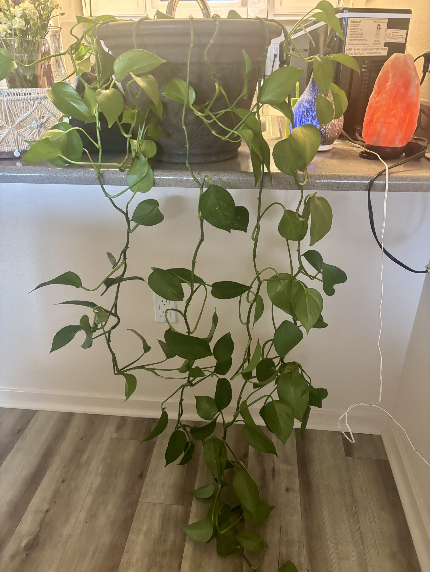 Plant and pot