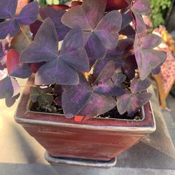 Oxalis Purple Plant In Ceramic Red Pot 6x6x6 Tall Pot Size.