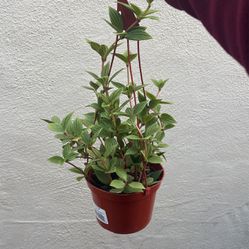Peperomia Plant 
