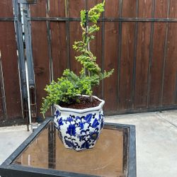 Bonsai Tree 