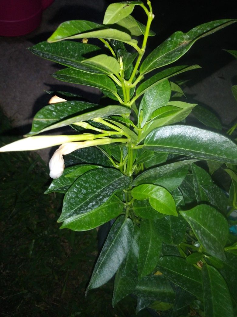 White Mandevilla Vine
