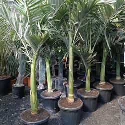 8’ tall king palm trees 15gal Landscape Plants Ferns Grass succulents