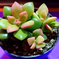 PLANT AND SUCCULENT SALE THIS SATURDAY FROM NOON TIL 3PM. SAN LORENZO