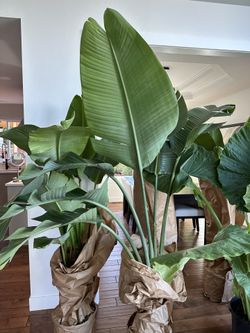 real white bird of paradise plant 