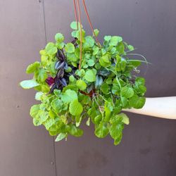 6” swedish ivy / millonaria plant 