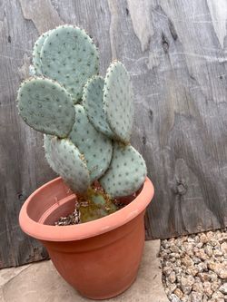 Prickly Pear Cactus in Terra Cotta Pot