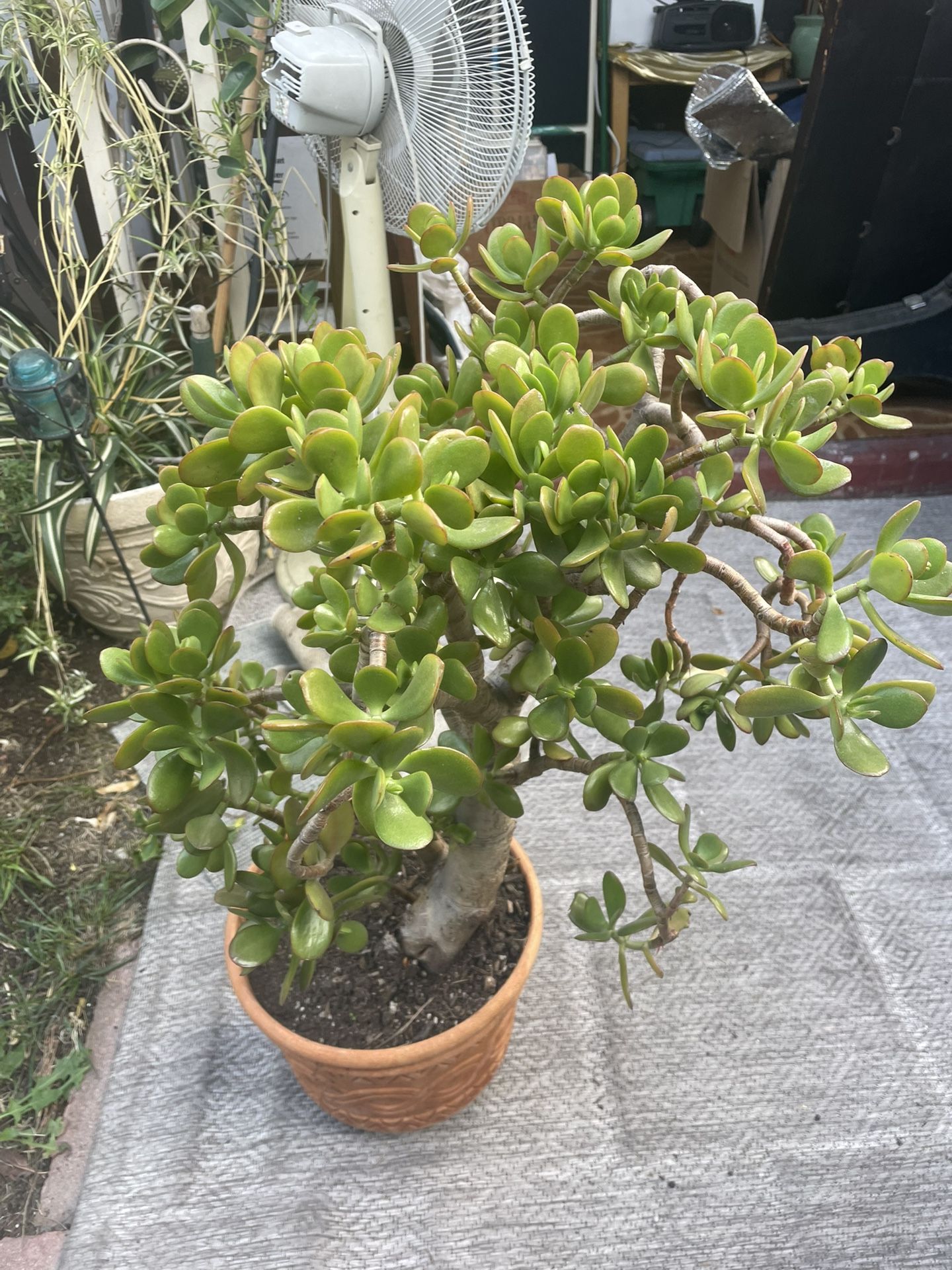 Jade Plant
