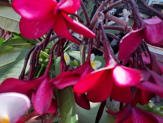Your choice of any of these colorful plumeria cuttings with flowers intact ready to plant