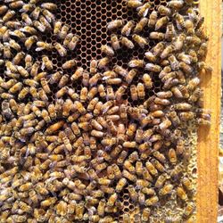 Honey Bee Hives