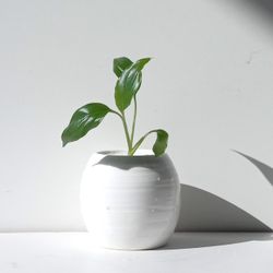 Lush Peace Lily Plant/ House Plant/ Indoor Plant/ Flower Patio Garden
