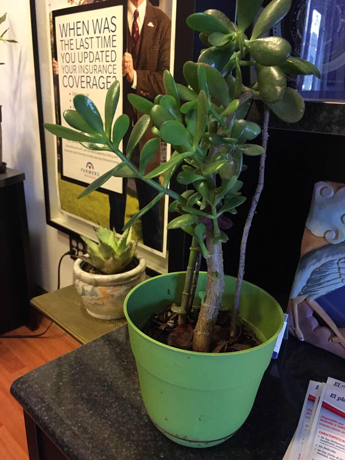 Healthy jade plant in plastic pot dim 6 1/4 round x 20 tall inch.
